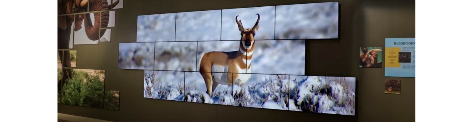 video_wall-national_geographic_museum